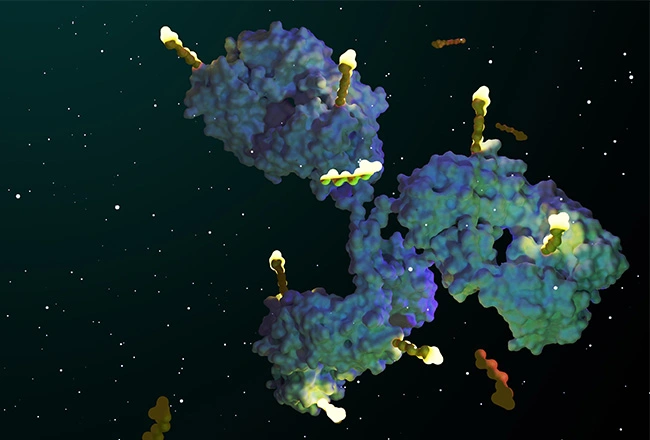 ADC Plasma Stability