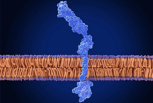 Glycosylation